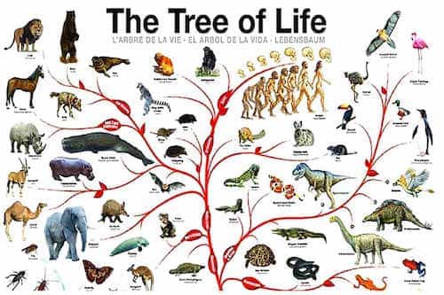 Life On Earthnumber Of Species2