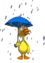 A Duck with Umbrella