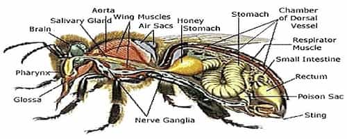 Honey Bee Internal Diagram showing Honey Stomach