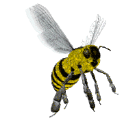 Female Bee