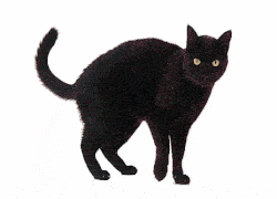 Black Cat Symbol of superstition