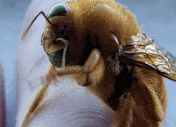 Drone Male Bee