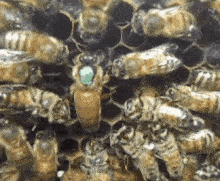 Queen Bee in Hive